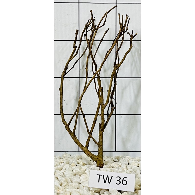 Talawawood 36