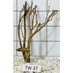 Talawawood 37