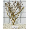 Talawawood 39