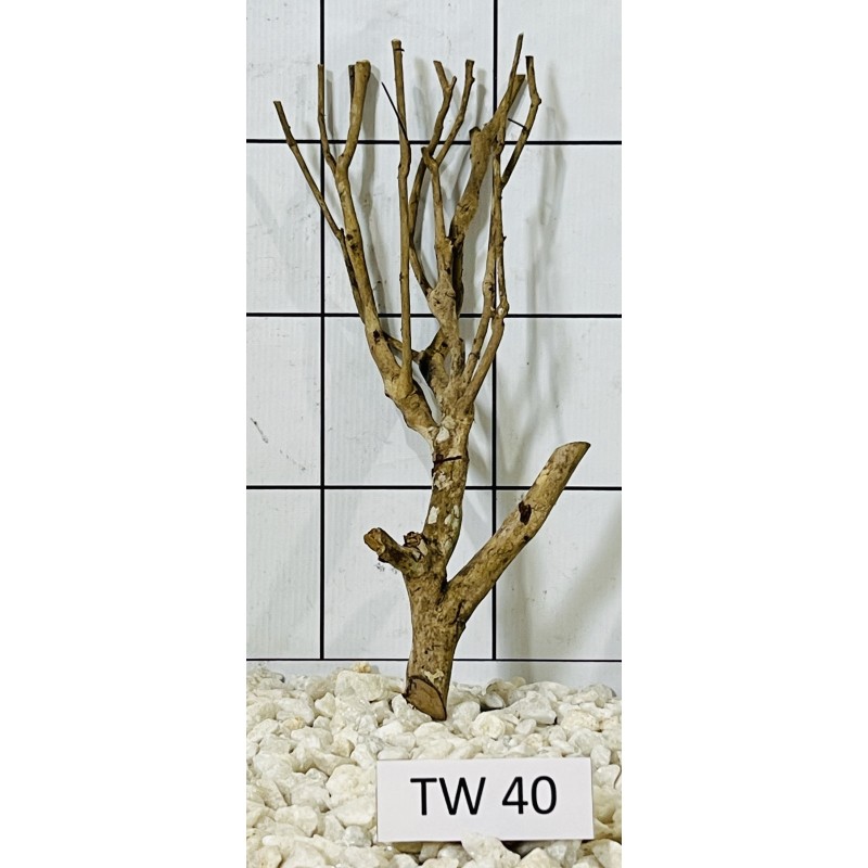 Talawawood 40