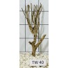 Talawawood 40