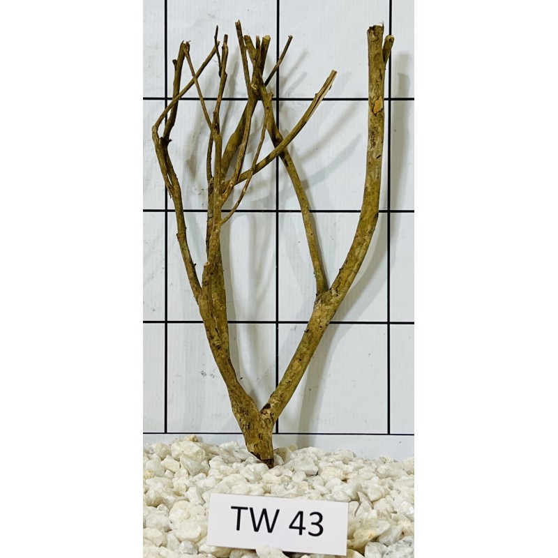 Talawawood 43