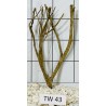 Talawawood 43