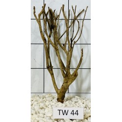 Talawawood 44