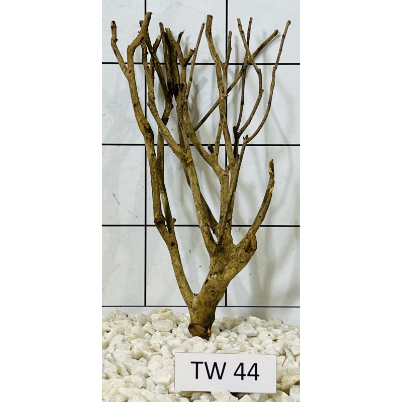 Talawawood 44