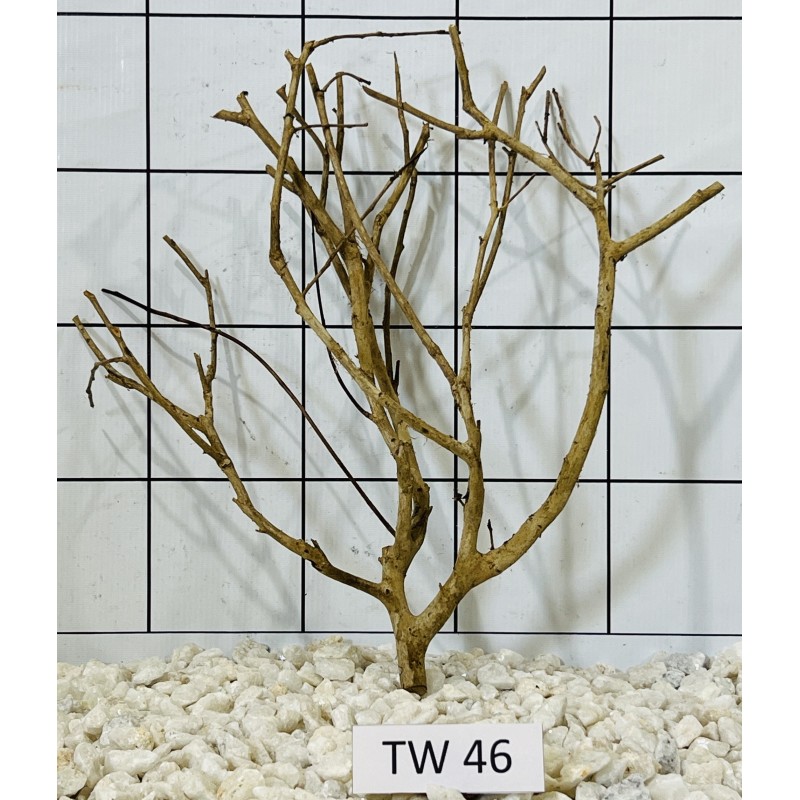 Talawawood 46
