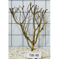 Talawawood 48