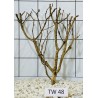 Talawawood 48