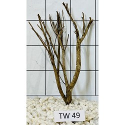 Talawawood 49