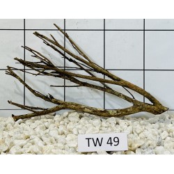 Talawawood 49