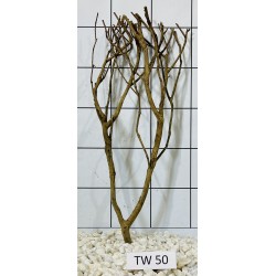 Talawawood 50