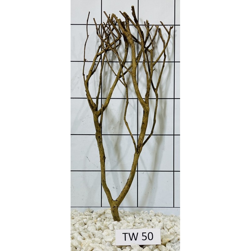 Talawawood 50