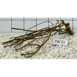 Talawawood 51