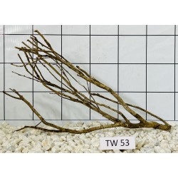 Talawawood 53