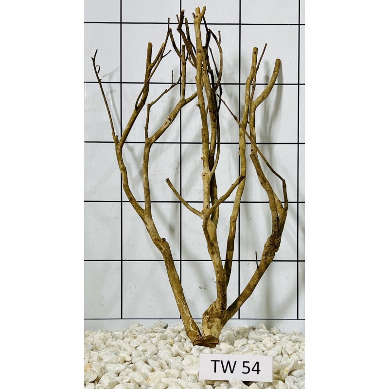 Talawawood 54