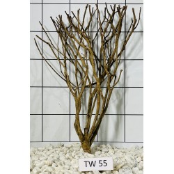 Talawawood 55