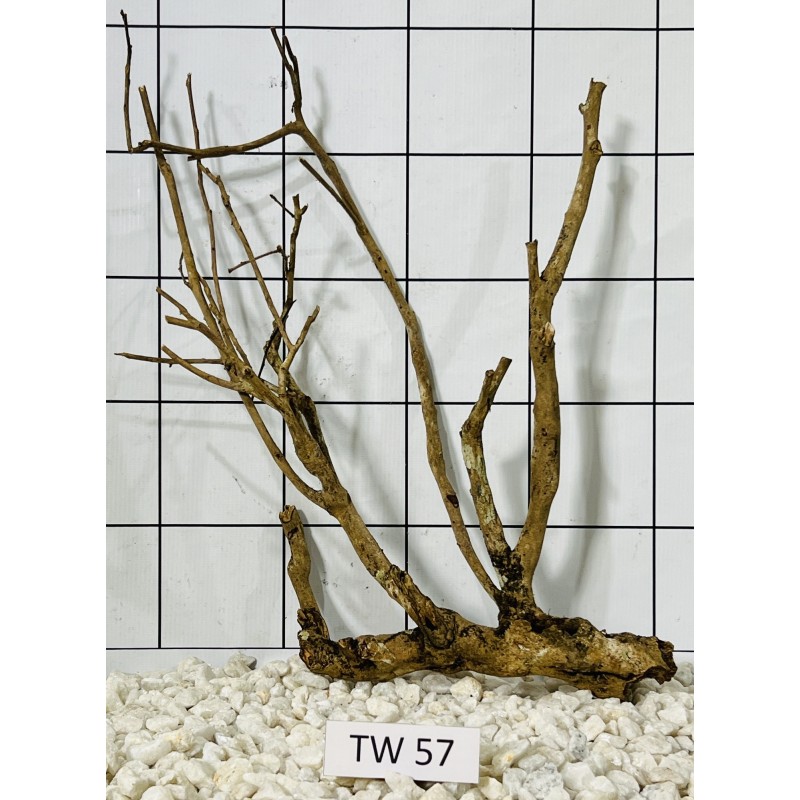 Talawawood 57