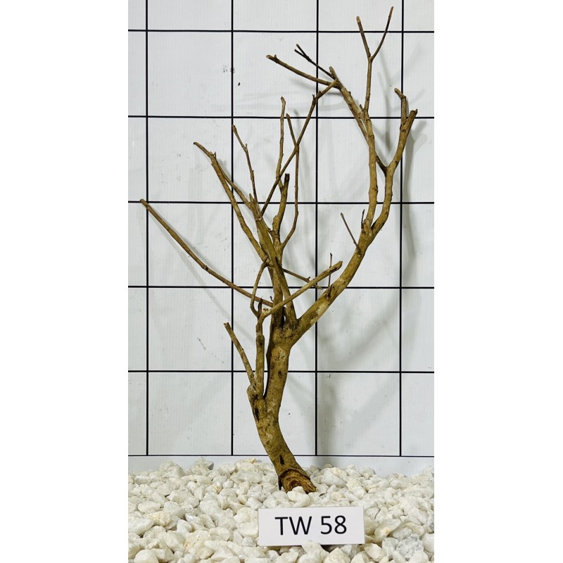 Talawawood 58