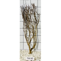 Talawawood 60
