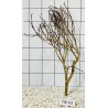 Talawawood 63