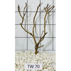 Talawawood 70