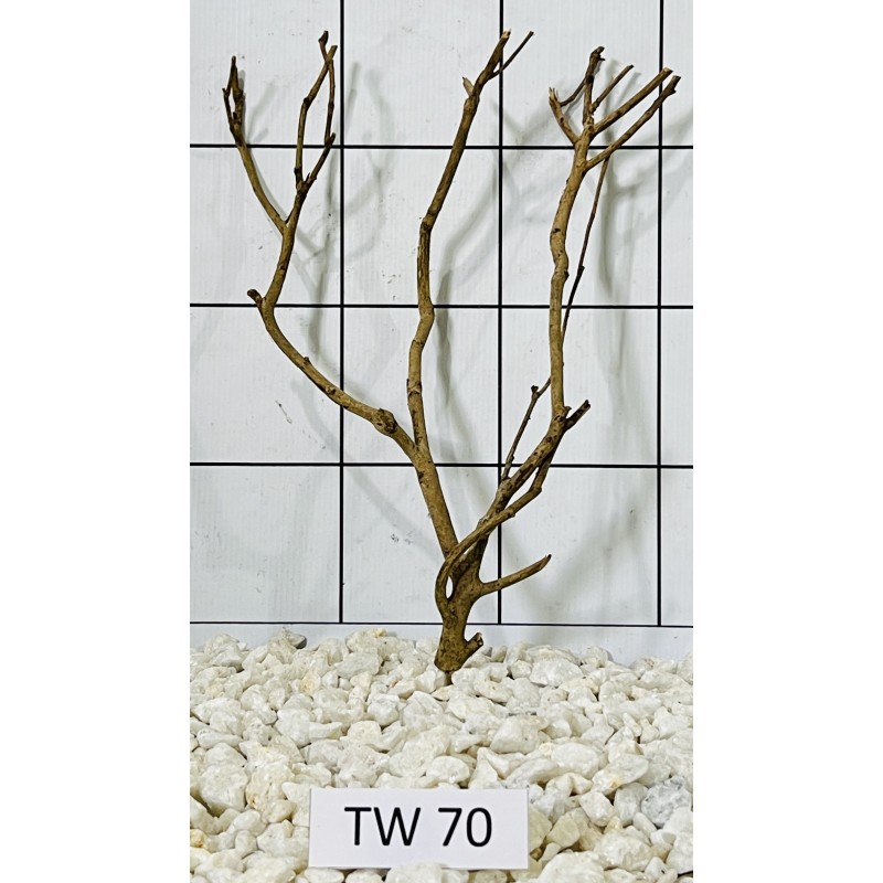 Talawawood 70