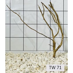 Talawawood 71