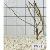 Talawawood 71