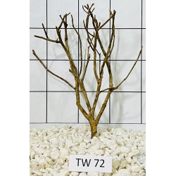 Talawawood 72