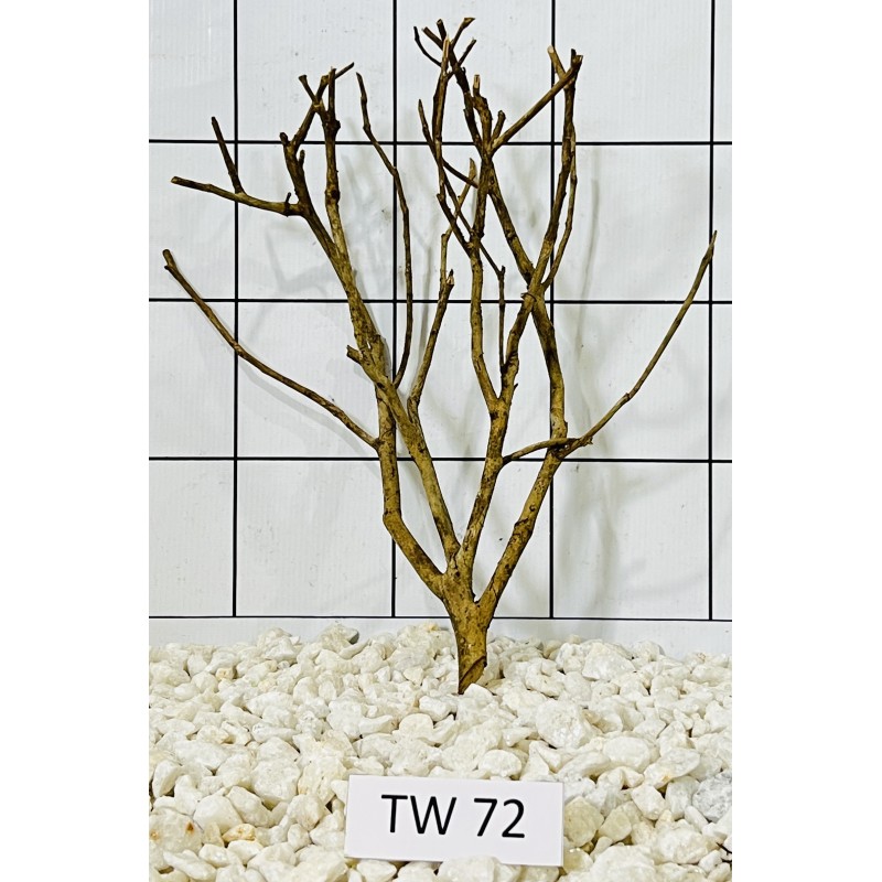 Talawawood 72
