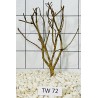 Talawawood 72