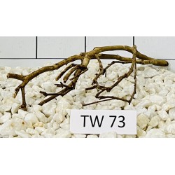 Talawawood 73