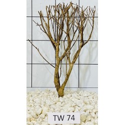 Talawawood 74
