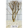 Talawawood 74