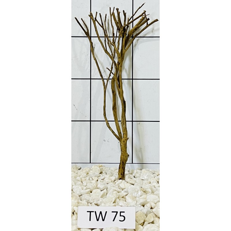 Talawawood 75