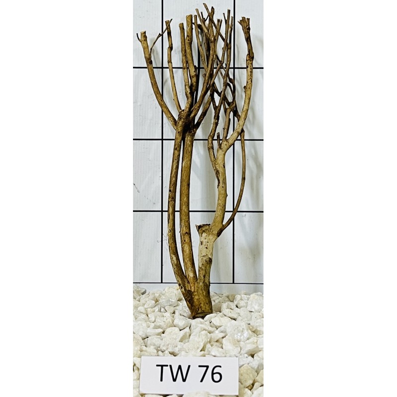 Talawawood 76