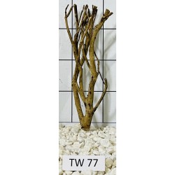 Talawawood 77