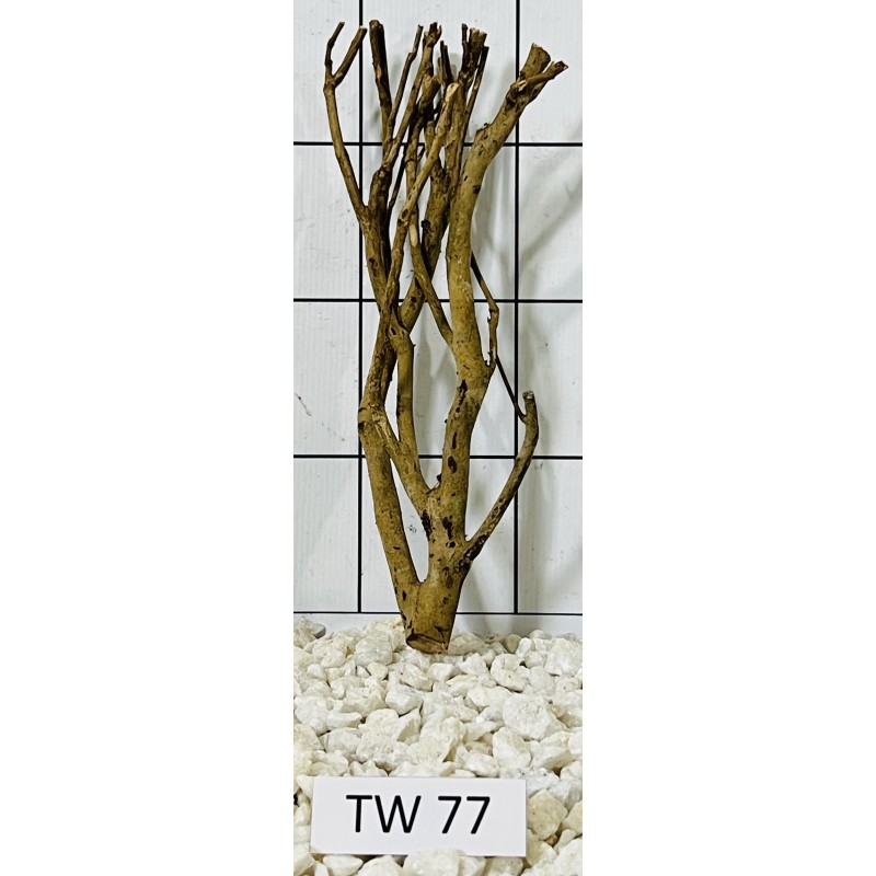 Talawawood 77