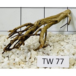 Talawawood 77