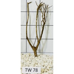 Talawawood 78