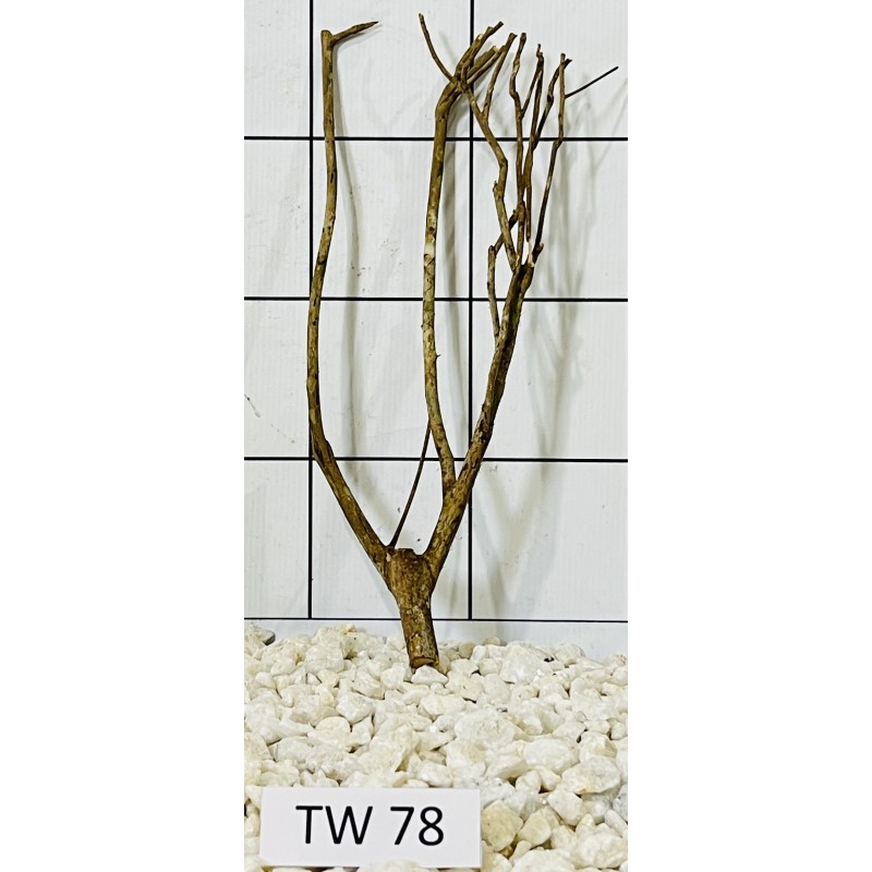 Talawawood 78