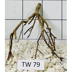 Talawawood 79