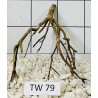 Talawawood 79