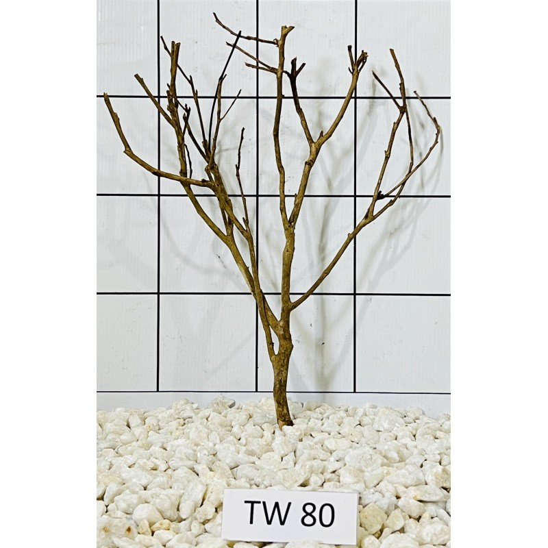 Talawawood 80