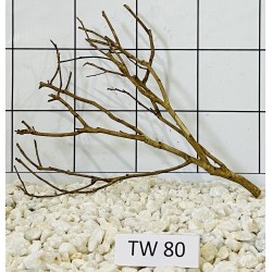 Talawawood 80
