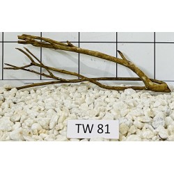 Talawawood 81