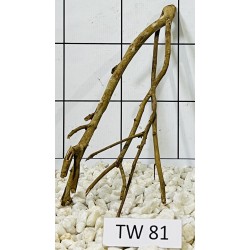 Talawawood 81