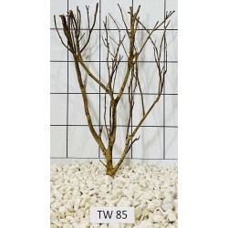 Talawawood 85