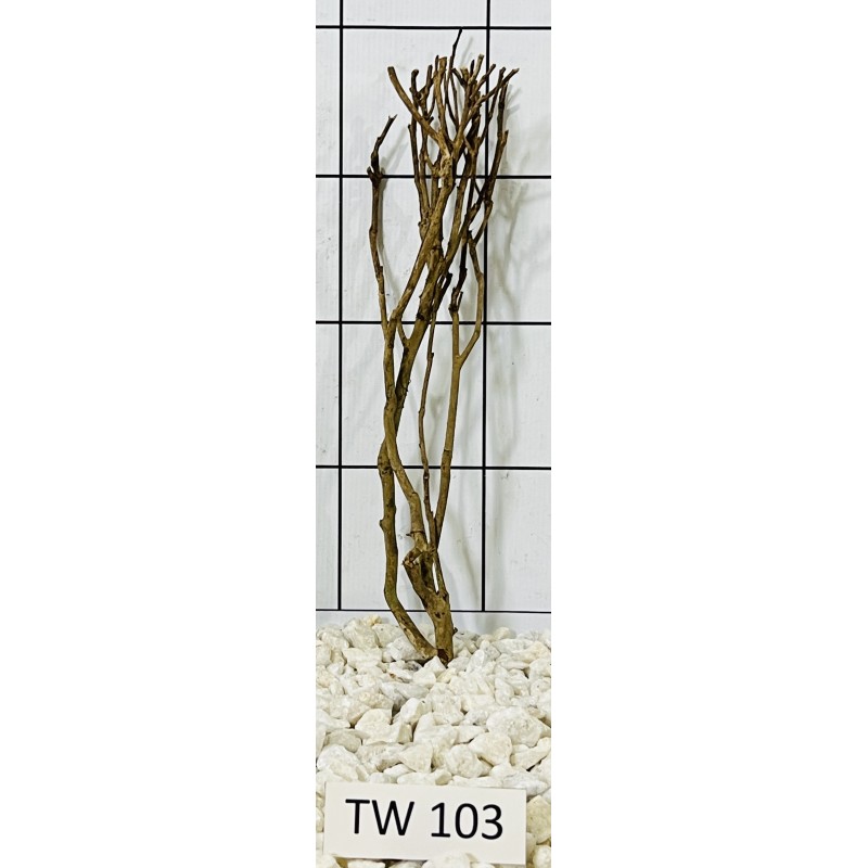 Talawawood 103