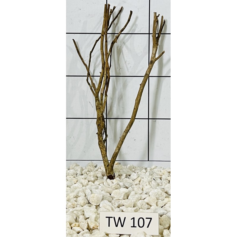 Talawawood 107